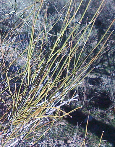 Ephedra fasciculata